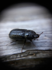 Sinodendron cylindricum