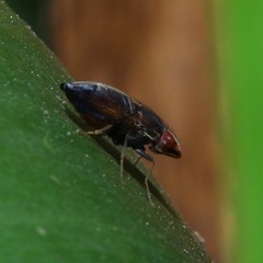 Cephaloconus tenebrosus