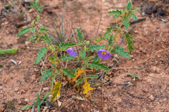 Solanum petrophilum