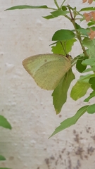 Catopsilia pyranthe pyranthe