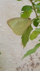 Catopsilia pyranthe pyranthe