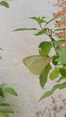 Catopsilia pyranthe pyranthe