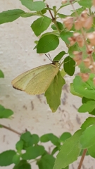 Catopsilia pyranthe pyranthe