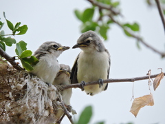Vireo cassinii lucasanus