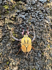 Dicronocephalus wallichi