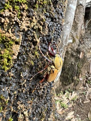 Dicronocephalus wallichi