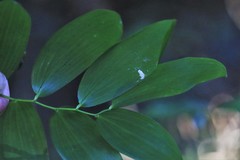Geitonoplesium cymosum