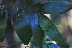 Geitonoplesium cymosum