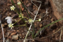 Toxicoscordion fontanum