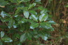 Ficus fraseri