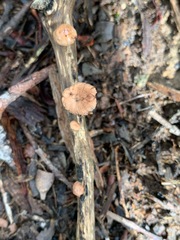 Marasmiellus affixus