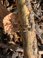 Marasmiellus affixus