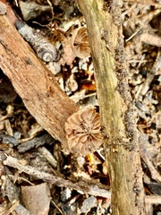 Marasmiellus affixus