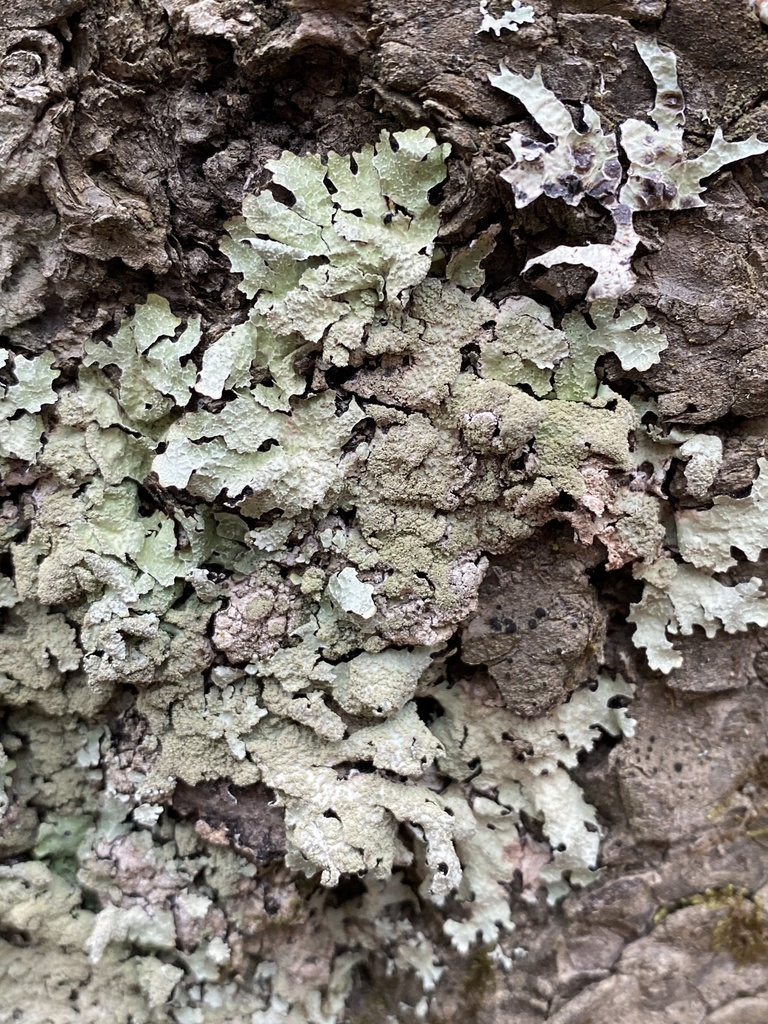 Salted Shield Lichen