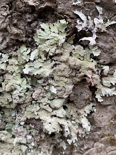 Parmelia saxatilis (L.) Ach.