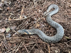 Plagiopholis nuchalis