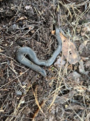 Plagiopholis nuchalis