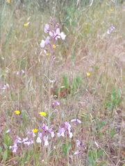 Linaria incarnata