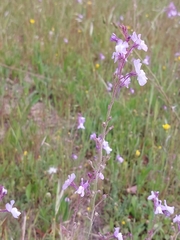 Linaria incarnata