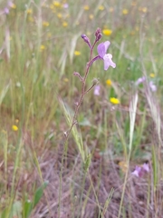 Linaria incarnata