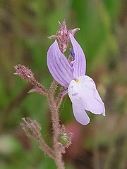 Linaria incarnata