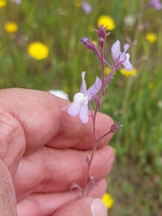 Linaria incarnata