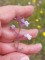 Linaria incarnata