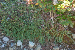 Kelleria dieffenbachii