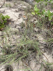 Zoysia