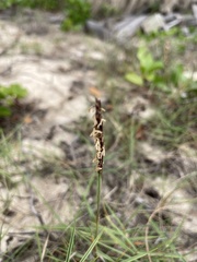 Zoysia