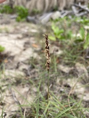 Zoysia