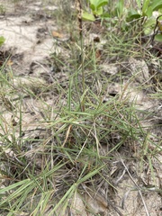 Zoysia