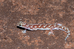 Rhynchoedura eyrensis