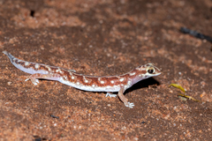 Rhynchoedura eyrensis