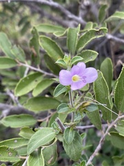 Barleria saxatilis
