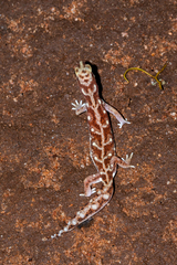 Rhynchoedura eyrensis