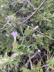 Barleria saxatilis