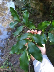 Toechima tenax
