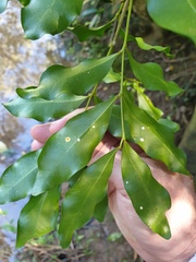 Toechima tenax