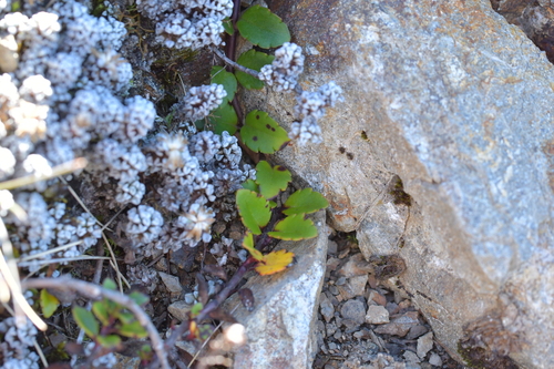 Veronica hookeriana, photograph 2