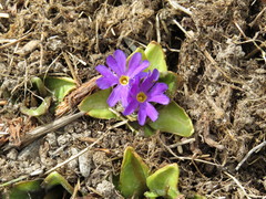 Primula amoena