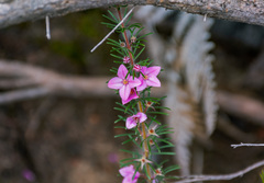 Boronia stricta