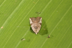 Gonodes echion