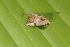 Gonodes echion