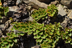 Veronica hookeriana