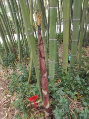 Phyllostachys iridescens