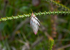 Johnsonia lupulina