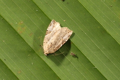 Gonodes echion