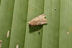 Gonodes echion
