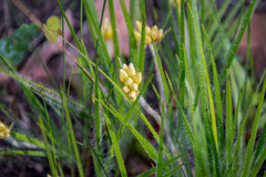Conostylis setigera